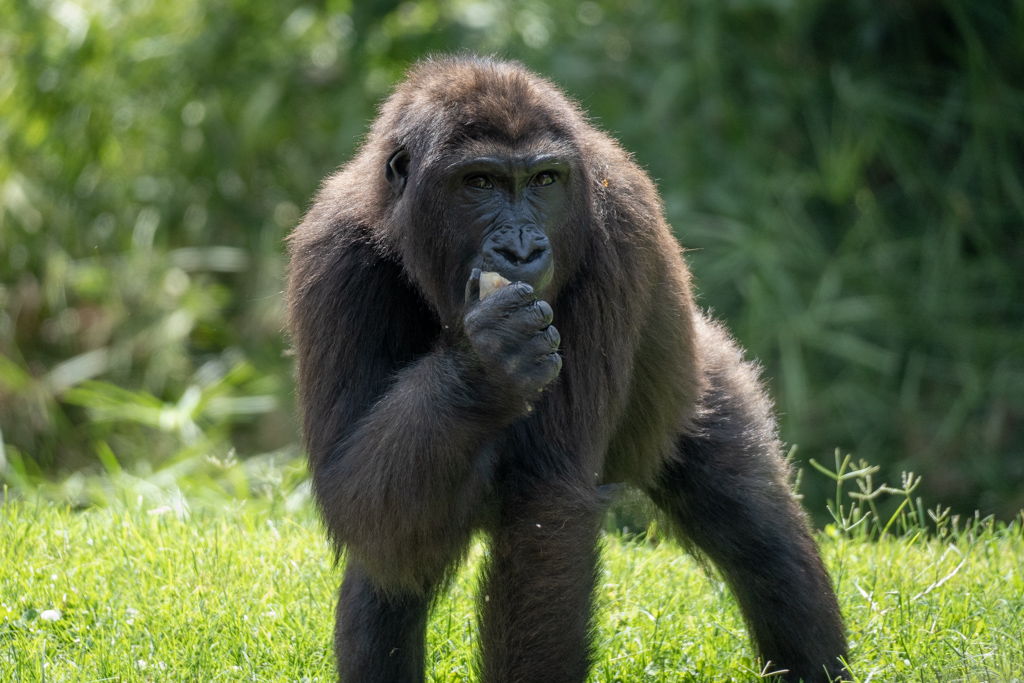 Virunga, la gorila de BIOPARC Valencia, cumple 5 años