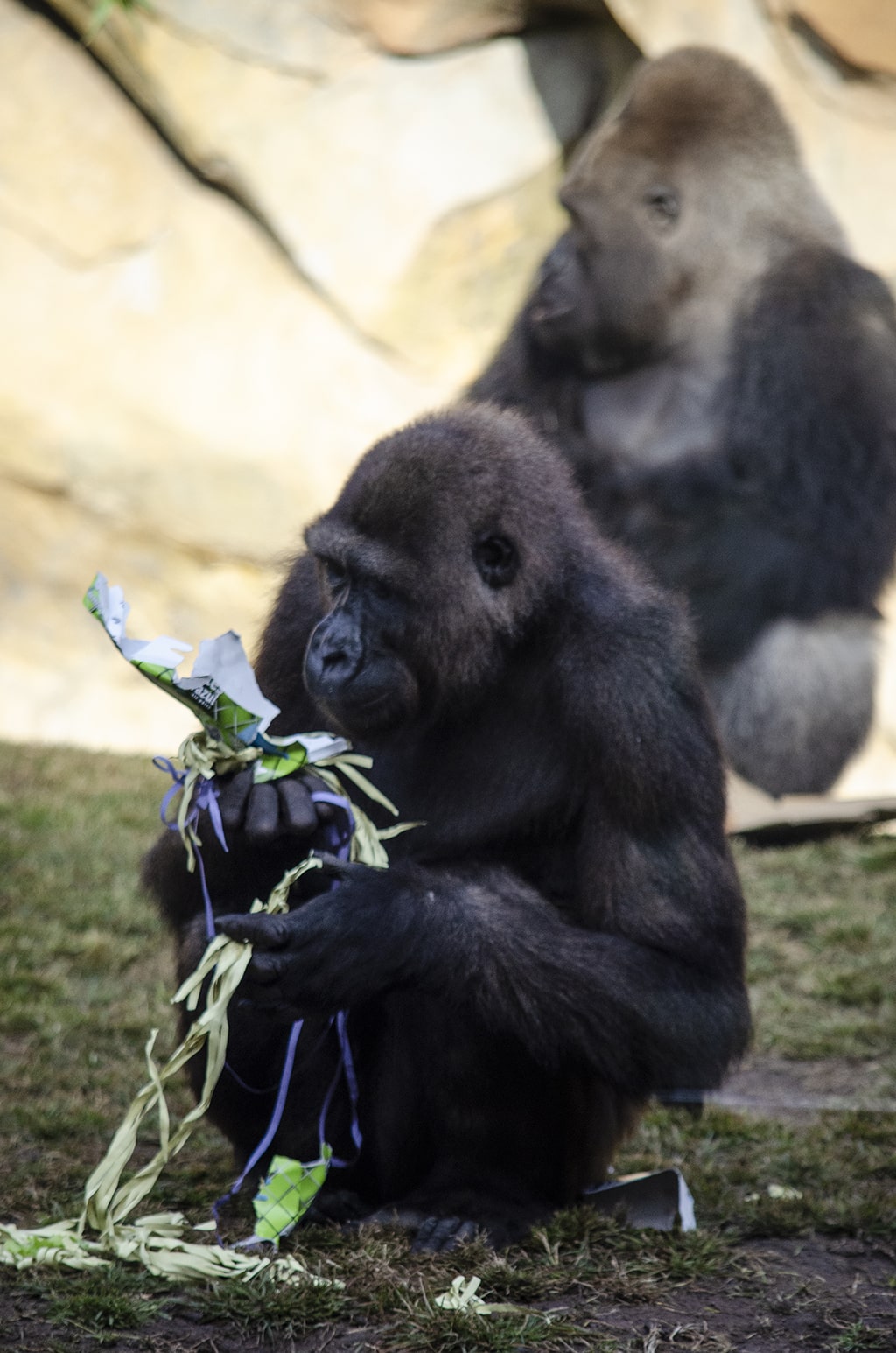 BIOPARC celebra el 9 aniversario de Ebo el primer gorila nacido en la Comunidad Valenciana