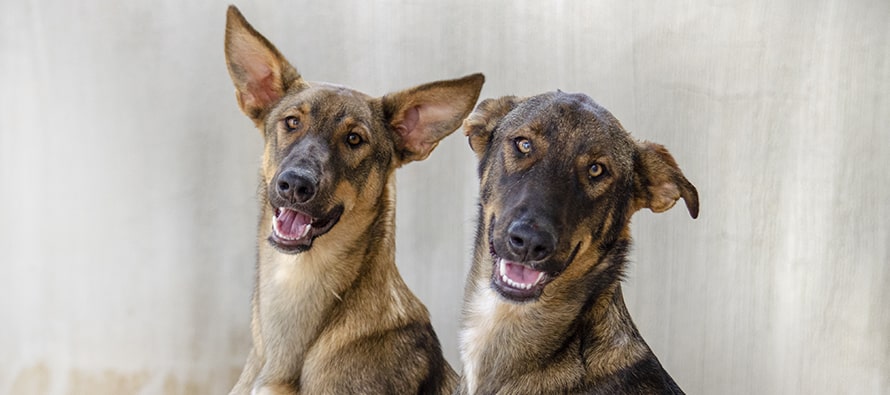 Vuelve a BIOPARC Desfile para adoptar perros abandonados AUPA