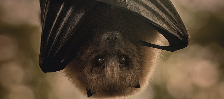 La Fundación BIOPARC acerca el conocimiento de los fascinantes murciélagos