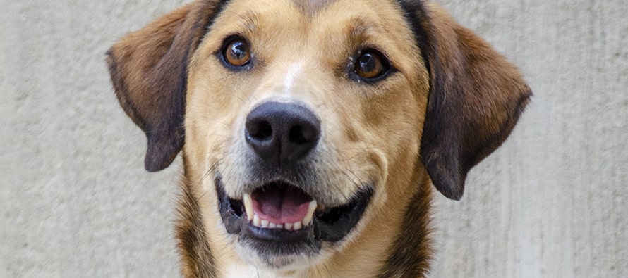 Este domingo 19 vuelve a BIOPARC el 19 Desfile de A.U.P.A para adoptar perros abandonados