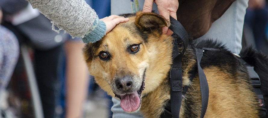 Emotivos finales felices en el 19 desfile solidario de perros abandonados
