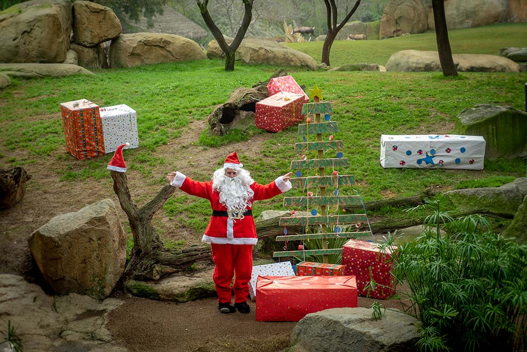 Papá Noel entrega los regalos a los animales de BIOPARC Valencia