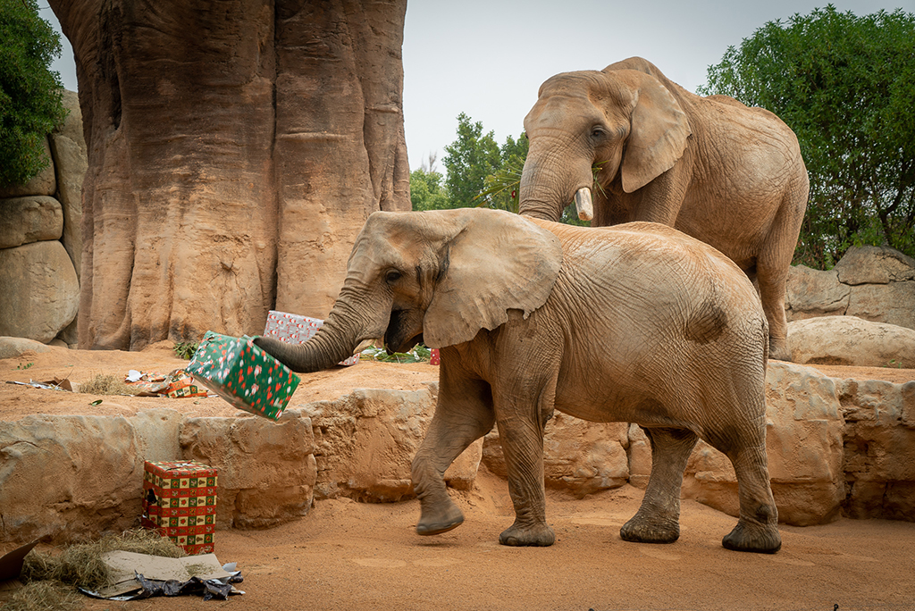 Elefantes disfrutando con los regalos del enriquecimiento ambiental especial de Navidad