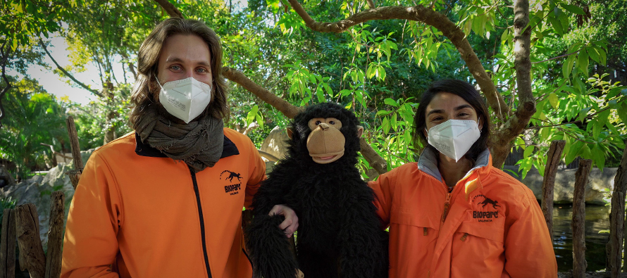 La chimpancé Gombe junto a los educadores Albert y Kate - BIOPARC Valencia