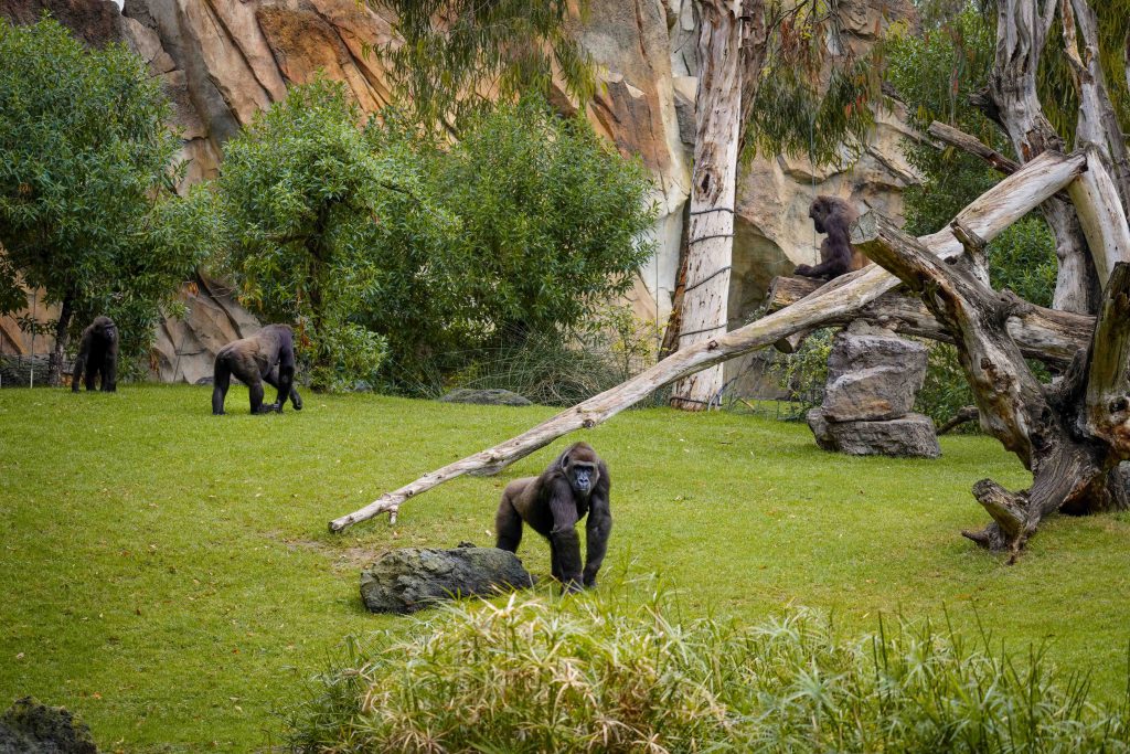Gorilas en la selva ecuatorial de BIOPARC Valencia