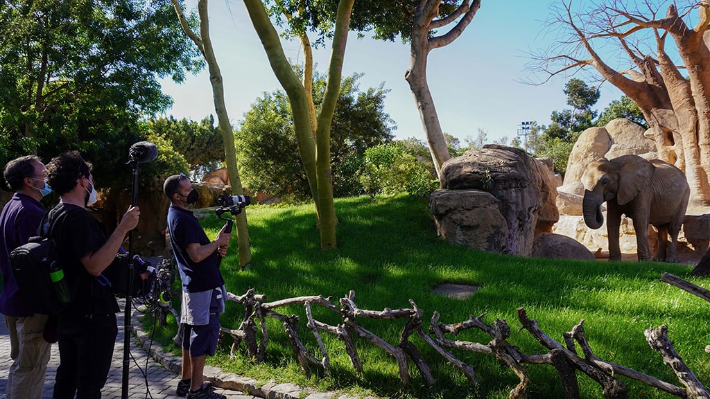 Momentos del rodaje en BIOPARC Valencia de la docu-serie las Crónicas del Zoo
