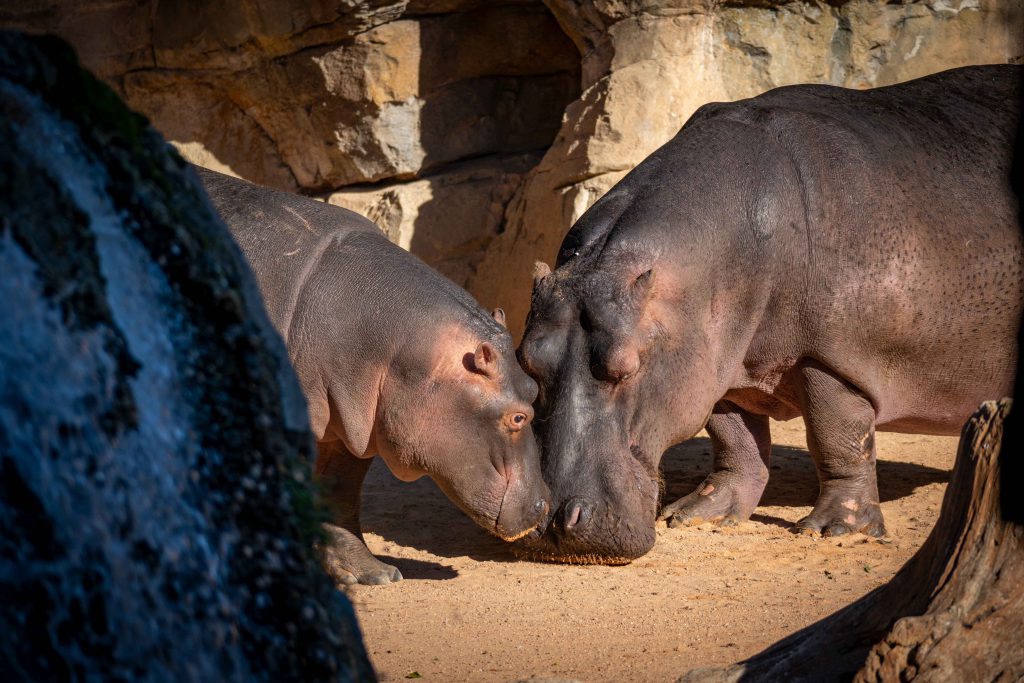 Cría de hipopótamo Gori con su madre en BIOPARC Valencia
