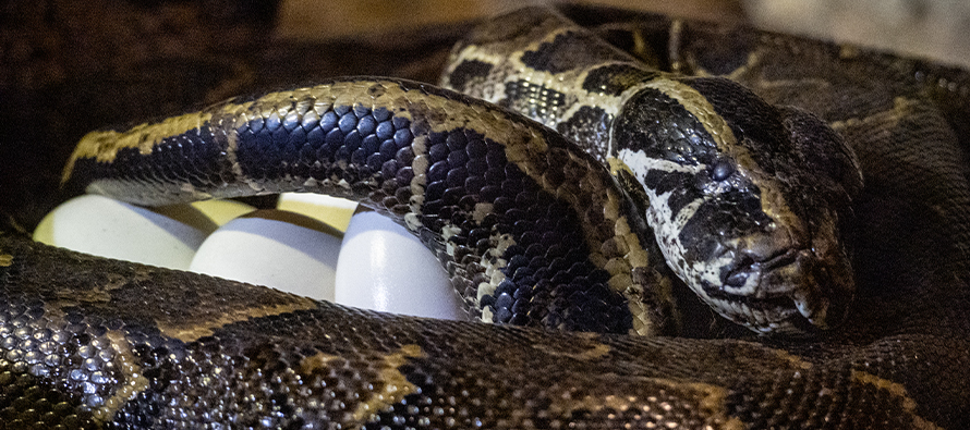 La serpiente más grande de África sorprende a los visitantes de BIOPARC Valencia al ponerse de “parto”
