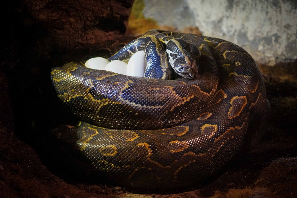 La imponente hembra de serpiente pitón de Seba en BIOPARC Valencia