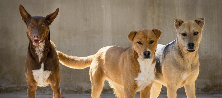 Llega la 20 edicion del Desfile de perros abandonados de AUPA y BIOPARC
