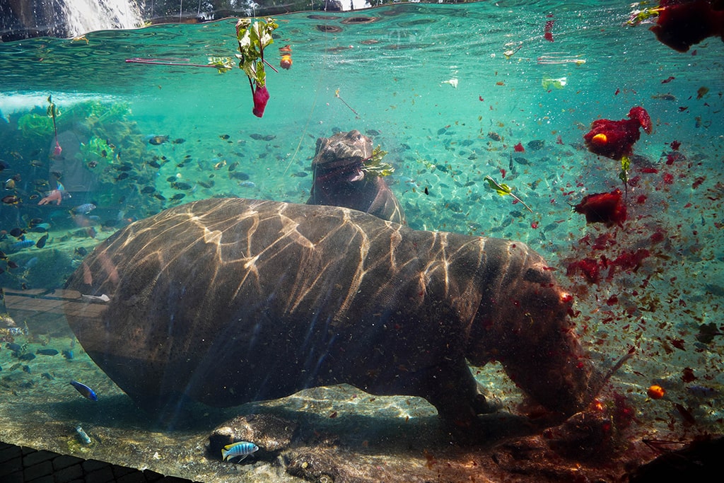 BIOPARC Valencia celebra una fiesta “subacuática” por el 2º cumpleaños del hipopótamo Gori
