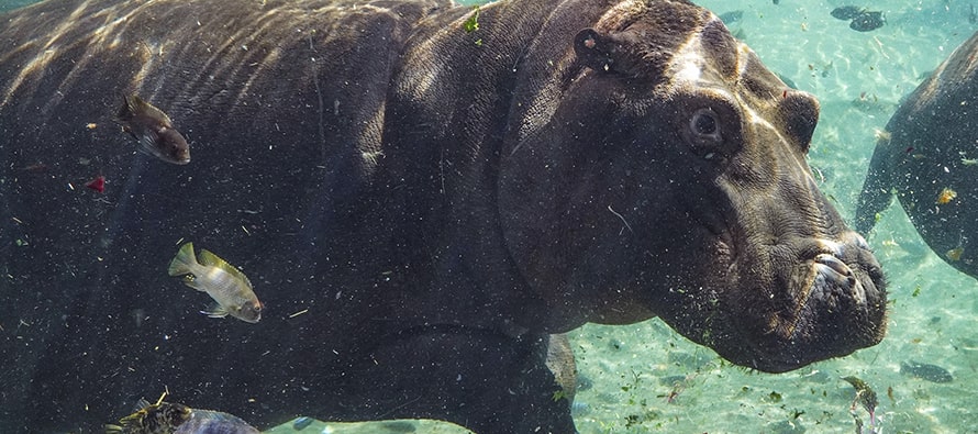 BIOPARC Valencia celebra una fiesta subacuática por el 2º cumpleaños del hipopótamo Gori