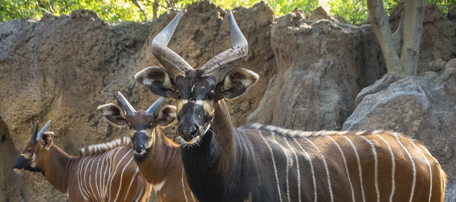BIOPARC Valencia recibe un grupo de bongo oriental, una especie en peligro crítico de extinción