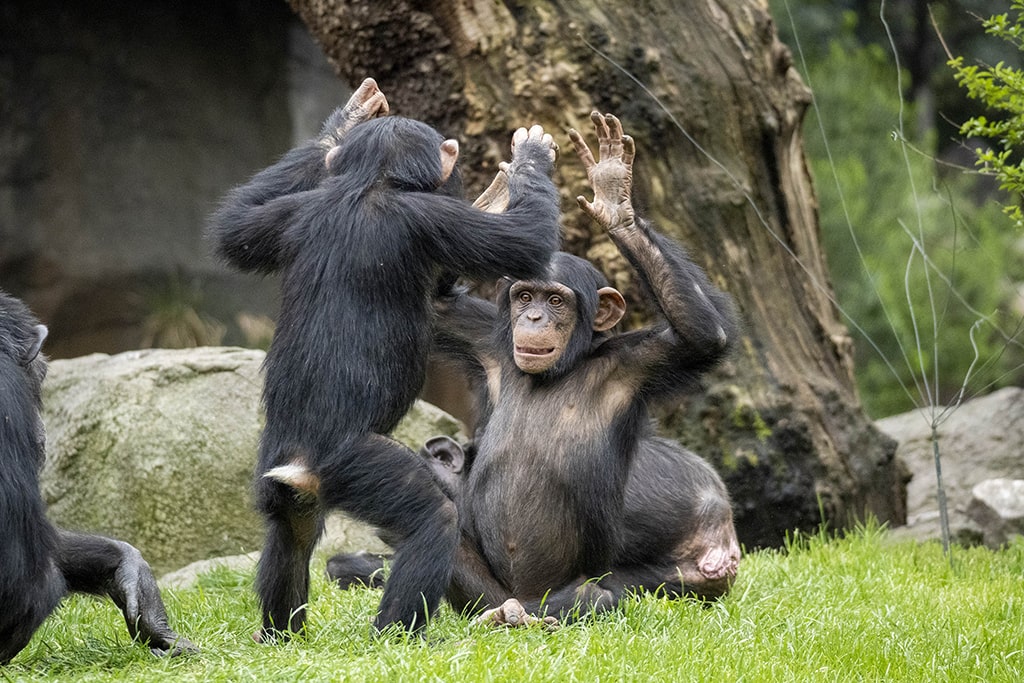 Los chimpancés Djibril y Coco en la selva ecuatorial de BIOPARC Valencia