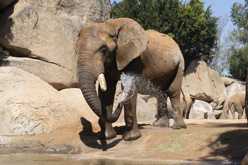 Muere Kibo, el elefante macho de BIOPARC