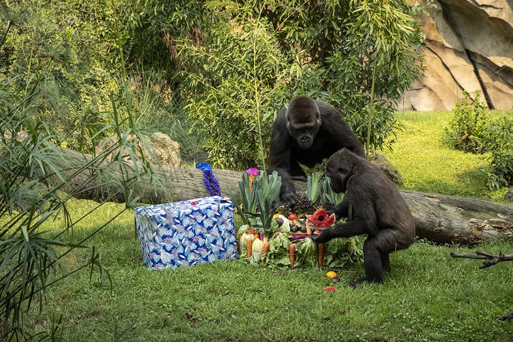 Fiesta en BIOPARC Valencia por el 6 aniversario de la gorila Virunga