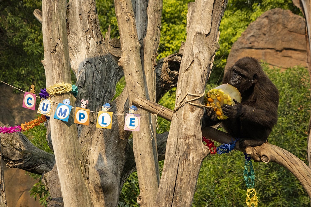 Fiesta del 6 aniversario de la gorila Virunga en BIOPARC Valencia