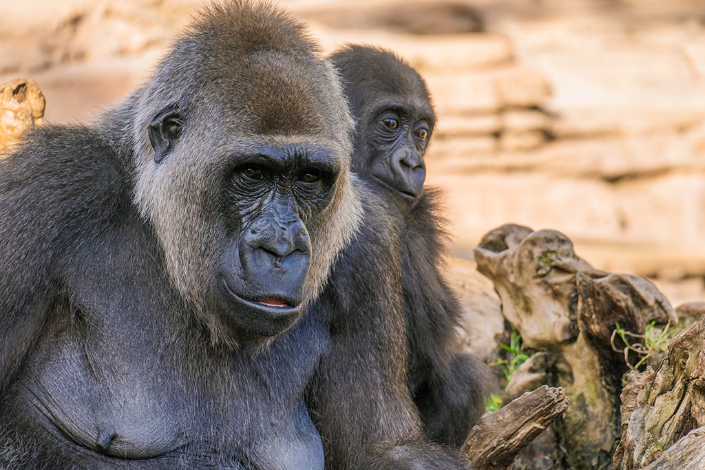 Familia de gorilas en BIOPARC Fuengirola