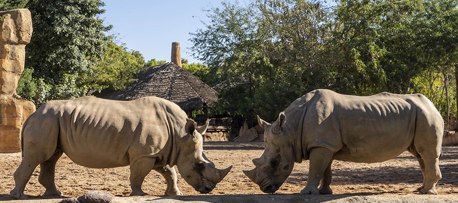 BIOPARC Valencia hace un llamamiento a la conservación del rinoceronte
