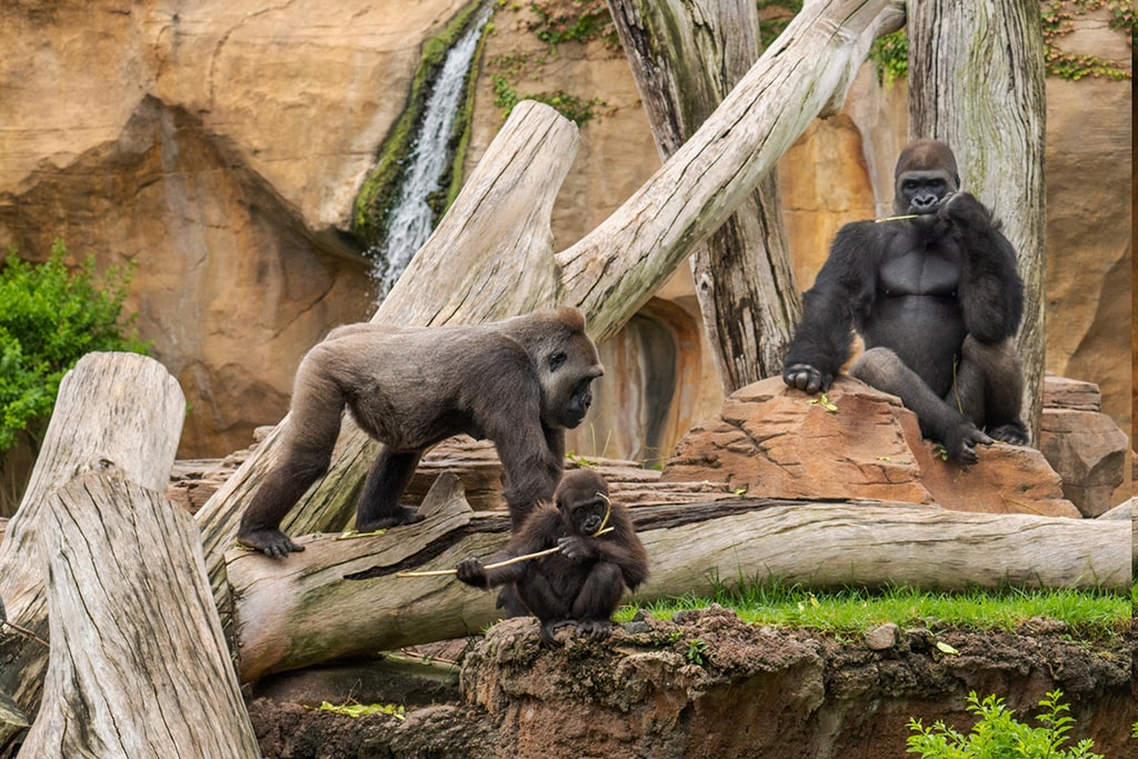 BIOPARC, referente en la conservación del gorila, especie en peligro crítico de extinción