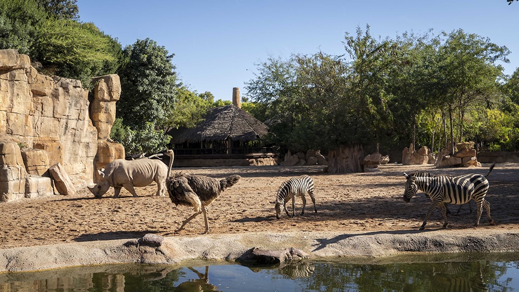 Rinocerontes cebras y avestruces en la sabana africana de BIOPARC Valencia