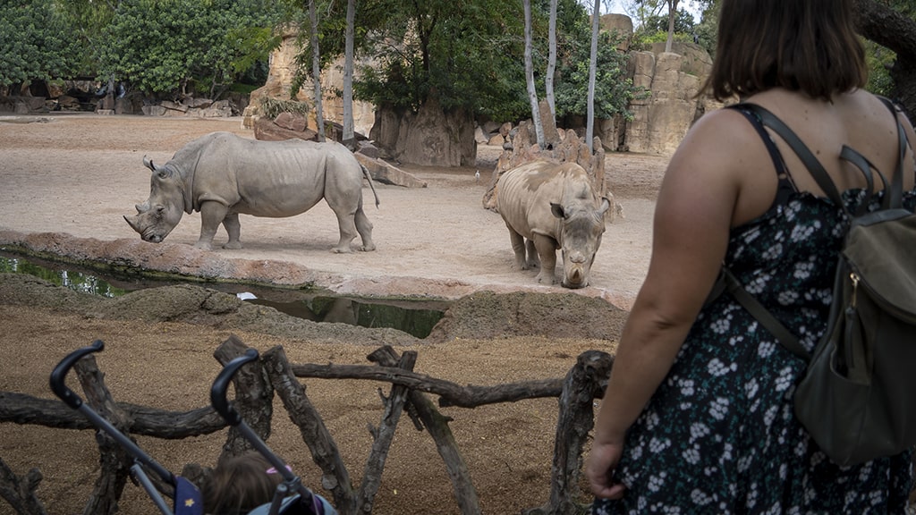 Día Mundial del Rinoceronte 2022