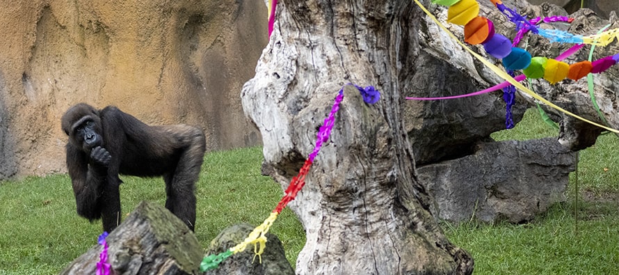 BIOPARC celebra el 10 aniversario de Ebo, el primer gorila valenciano