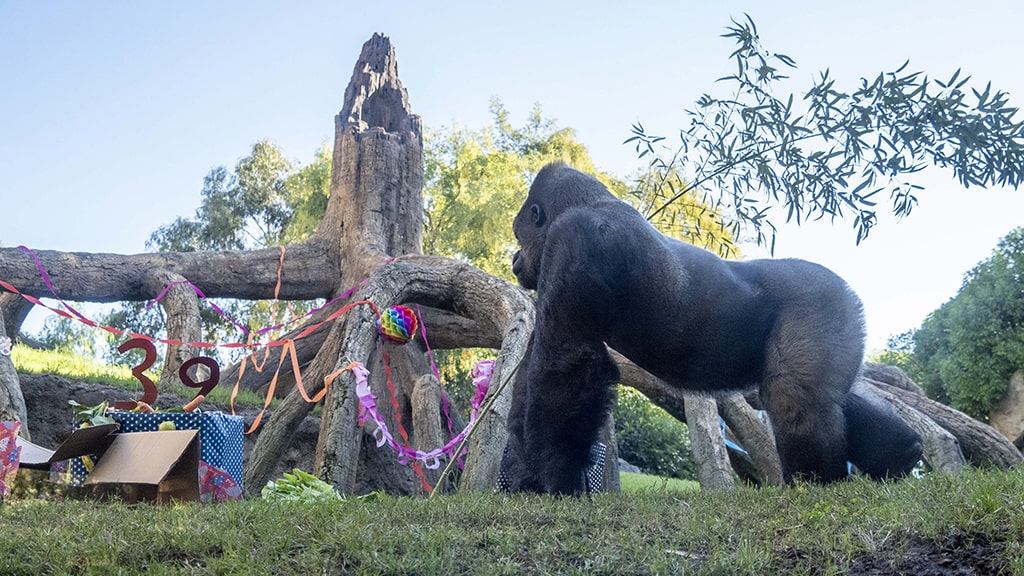 Doble fiesta de aniversario de gorilas en BIOPARC Valencia - Jitu cumple 39 años