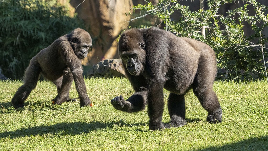 Doble fiesta de aniversario de gorilas en BIOPARC Valencia - Fossey cumple 23 años