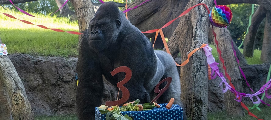 Doble fiesta de aniversario de gorilas en BIOPARC Valencia
