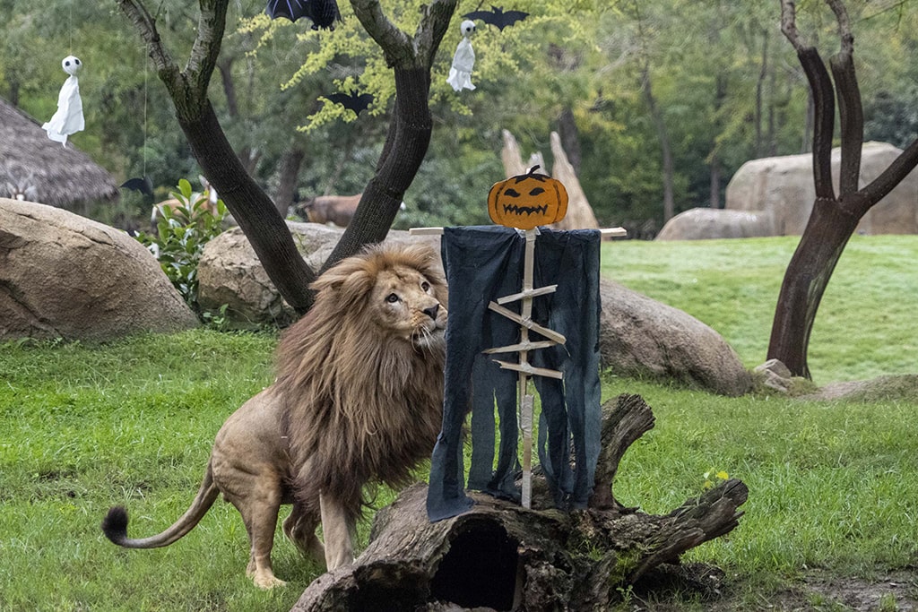 Enriquecimiento ambiental de Halloween para los leones en BIOPARC Valencia