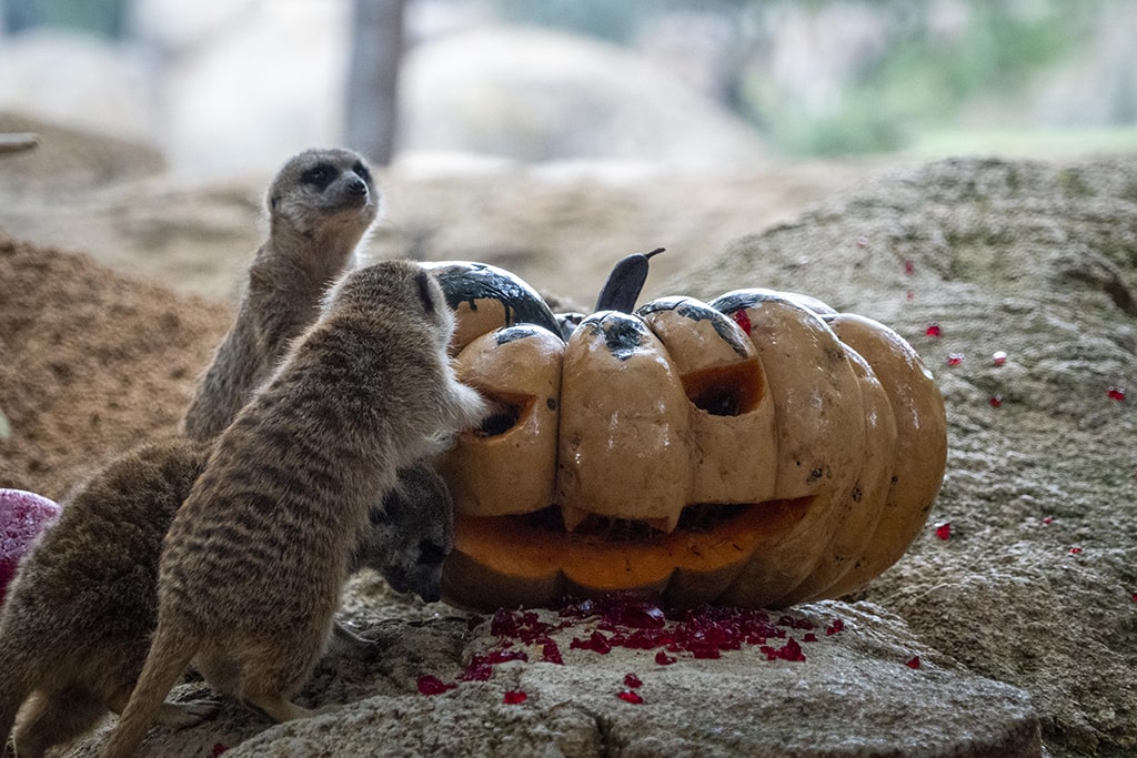 Enriquecimiento ambiental de Halloween para las suricatas en BIOPARC Valencia