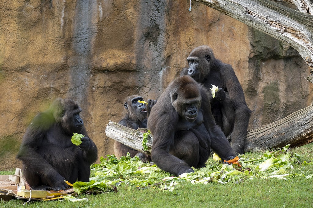 Familia de gorilas durante la celebración del 10 aniversario de Ebo
