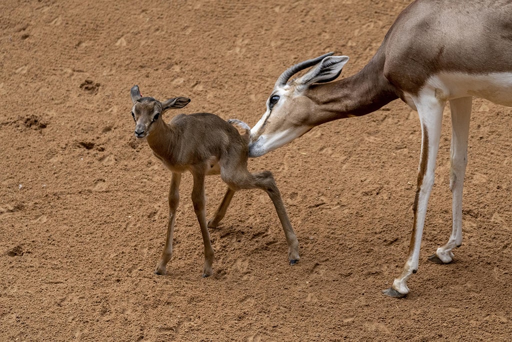 Nace una gacela Mhorr en BIOPARC Valencia, una especie “salvada” de la extinción