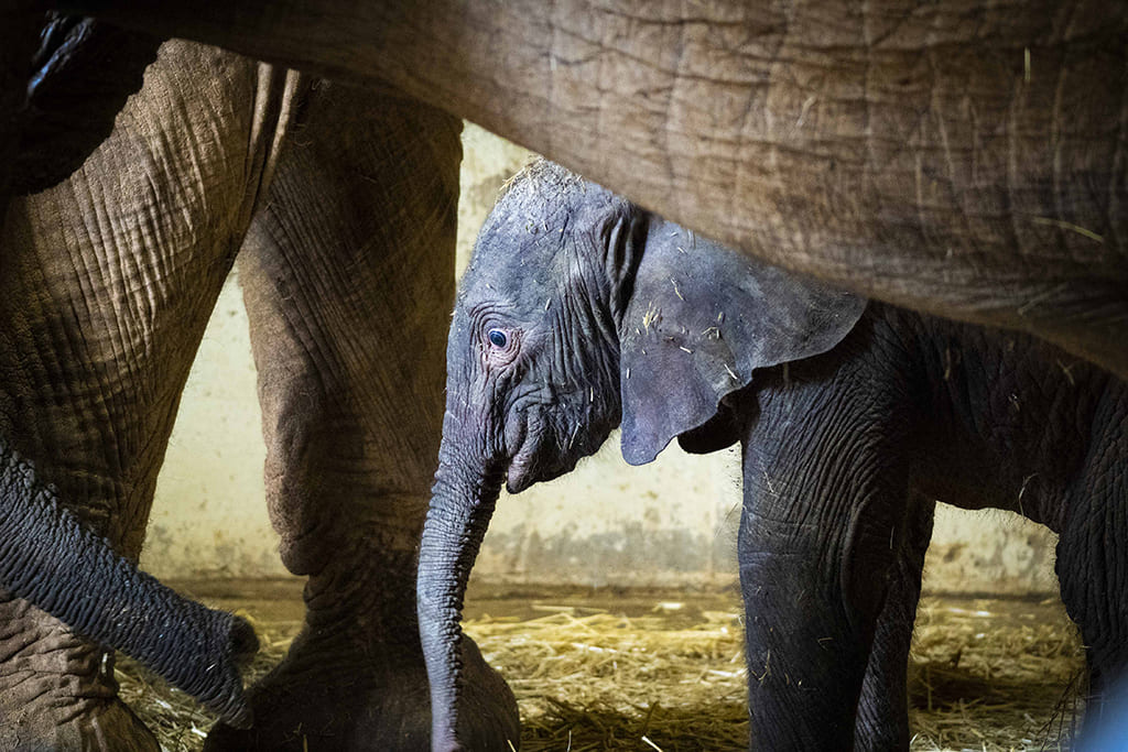 Intensa primera semana de vida del primer elefante nacido en BIOPARC Valencia