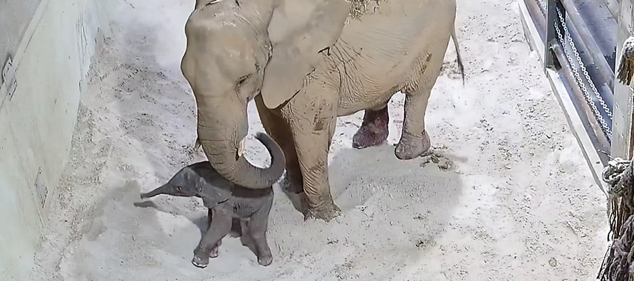 Emoción ante el nacimiento en directo del primer elefante en BIOPARC Valencia