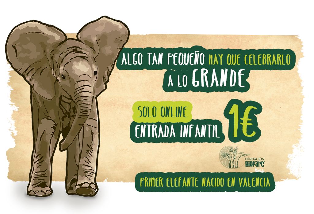 Promoción bebé elefante 2022 BIOPARC Valencia