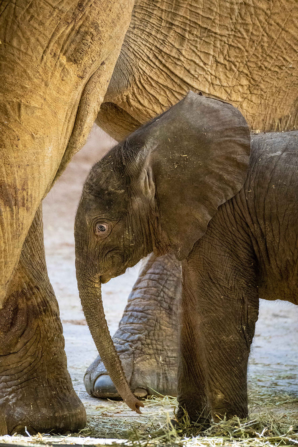 Primera semana de vida del primer elefante nacido en BIOPARC Valencia