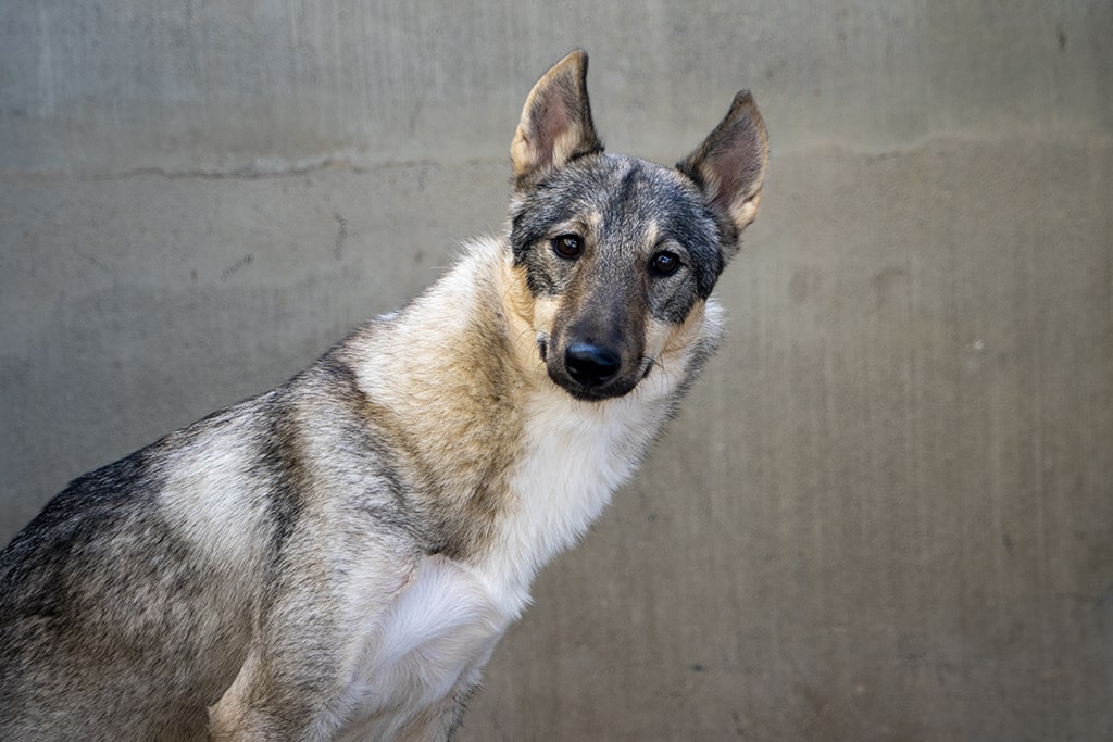Lupita uno de los perros abandonados que buscan un hogar en el 21 desfile AUPA - BIOPARC