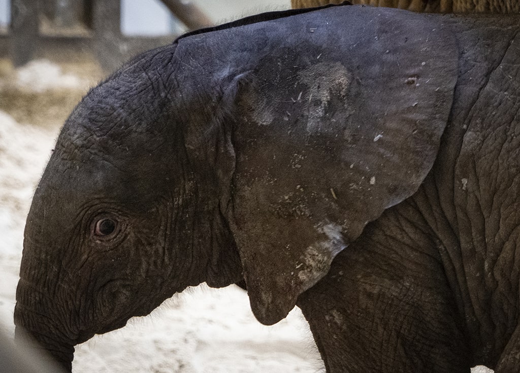 Nacimiento en directo de la primera cría de elefante nacida en BIOPARC Valencia