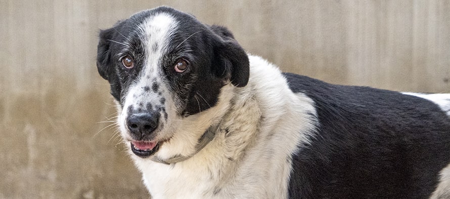 El 21º Desfile para adoptar perros abandonados de A.U.P.A. y BIOPARC será el 18 de diciembre