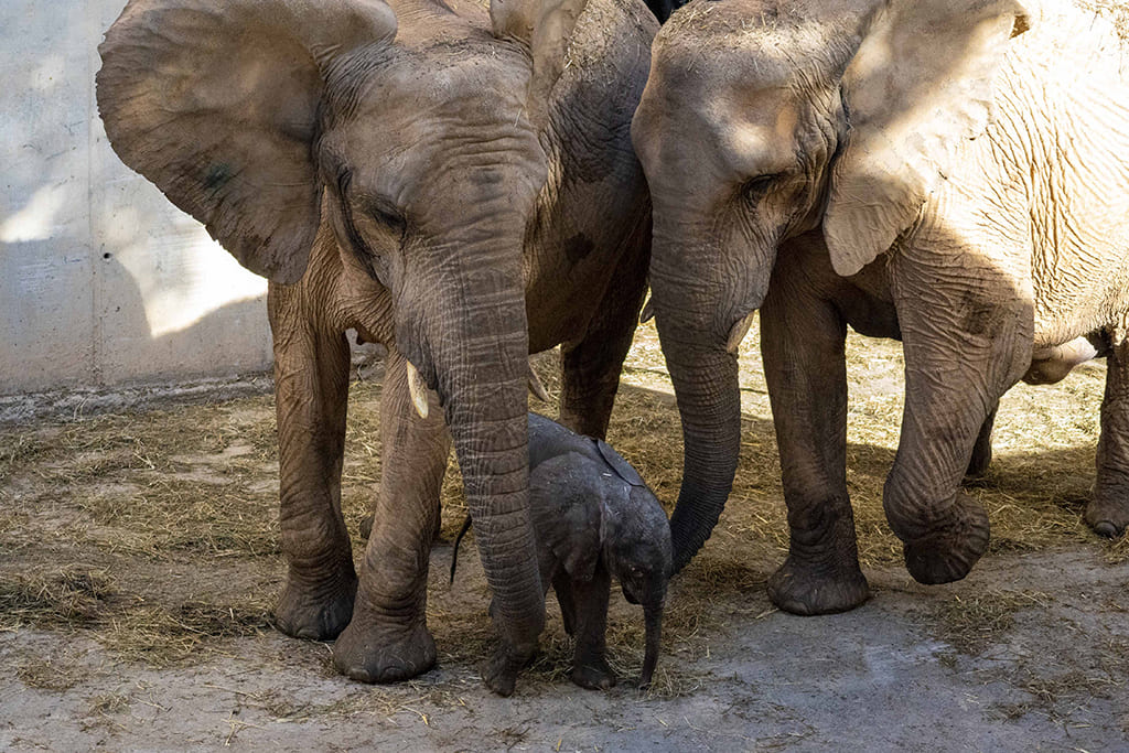 Primer elefante nacido en BIOPARC Valencia arropado por su madre y su tía
