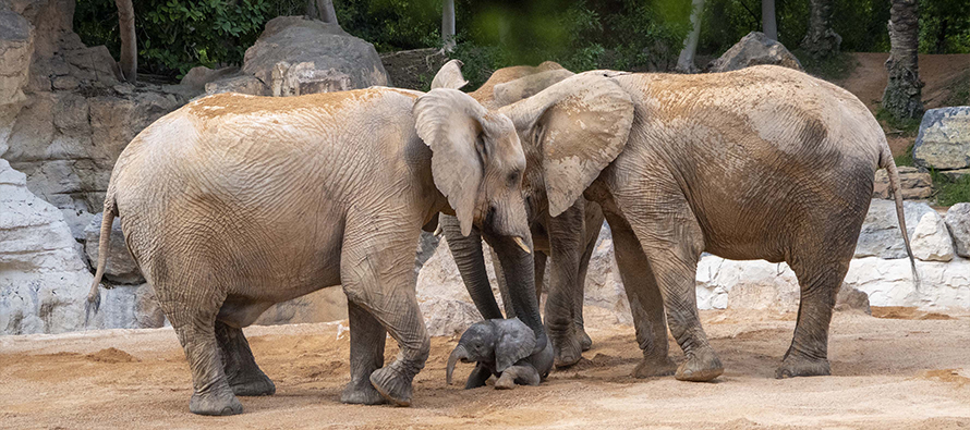 Manada de elefantes junto a su cría recién nacida en BIOPARC Valencia