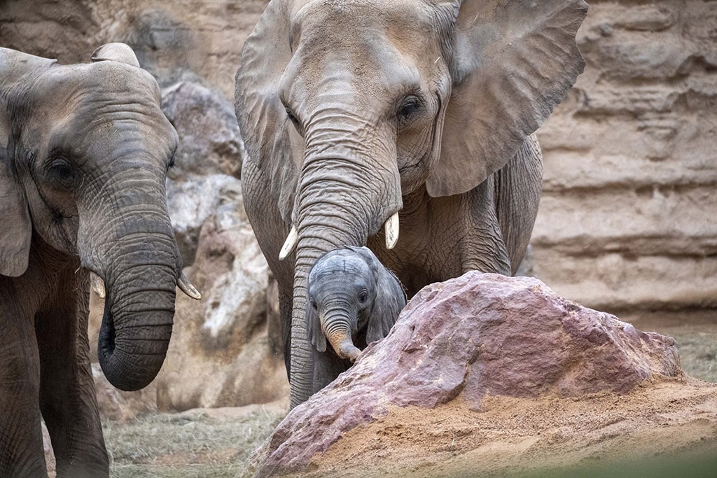 Dos elefantes adulto junto a Makena, la cría de elefante nacida en BIOPARC