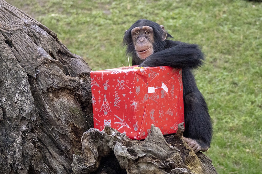 Los chimpancés de BIOPARC Valencia reciben los regalos de Papá Noel