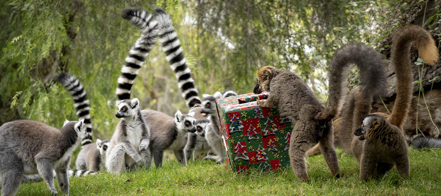 Lémures de distintas especies descubriendo sus regalos de Reyes Magos en la zona de Madagascar de BIOPARC Valencia