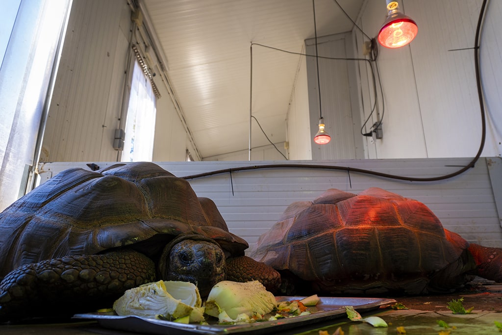 Lámparas de calor para las tortugas como medida para garantizar el bienestar animal ante la ola de frío