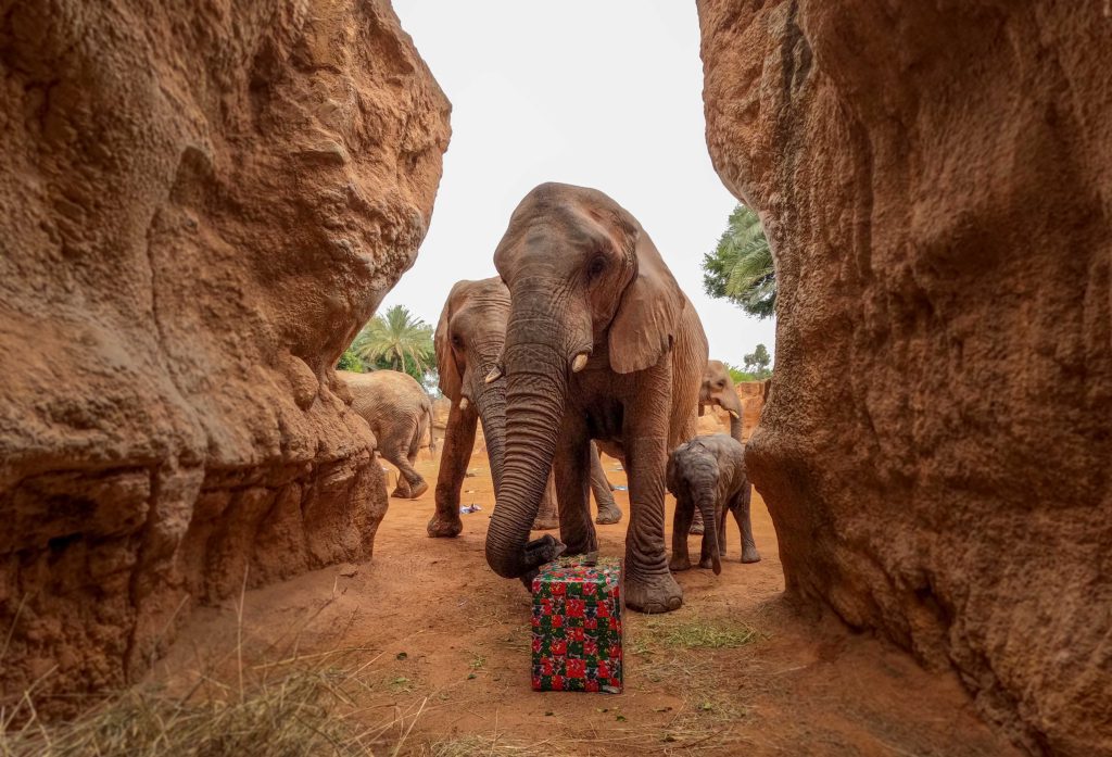 Manada de elefantes acercándose a recoger sus regalos de los Reyes Magos, les acompaña Makena, la cría de 7 semanas que nació en el parque.