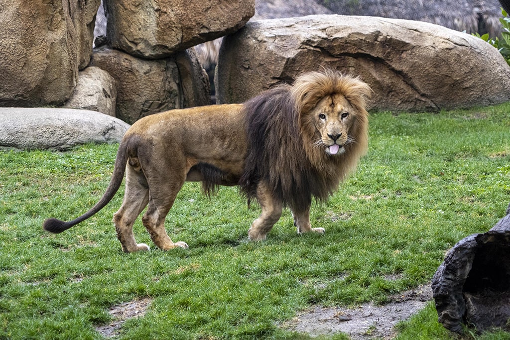 El león Lubango en la sabana de BIOPARC Valencia